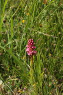 Image of Satyrium hallackii subsp. hallackii