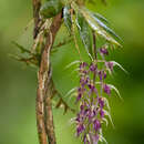 Image of Macroclinium ramonense (Schltr.) Dodson