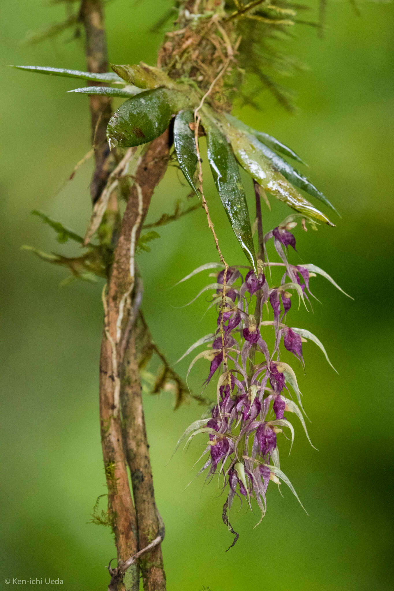 Plancia ëd Macroclinium ramonense (Schltr.) Dodson