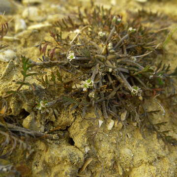 Image of Chaerophyllum novae-zelandiae K. F. Chung