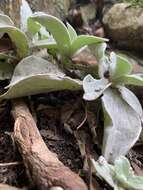 Слика од Helichrysum grandiflorum (L.) D. Don