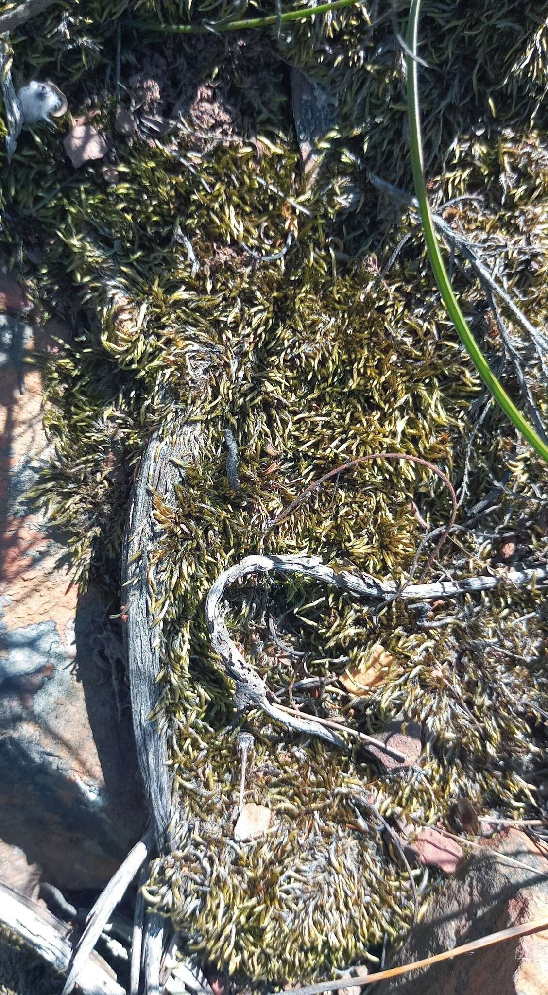 Слика од Ischyrodon lepturus Schelpe 1970