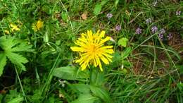 Image of Pyrenean Hawksbeard