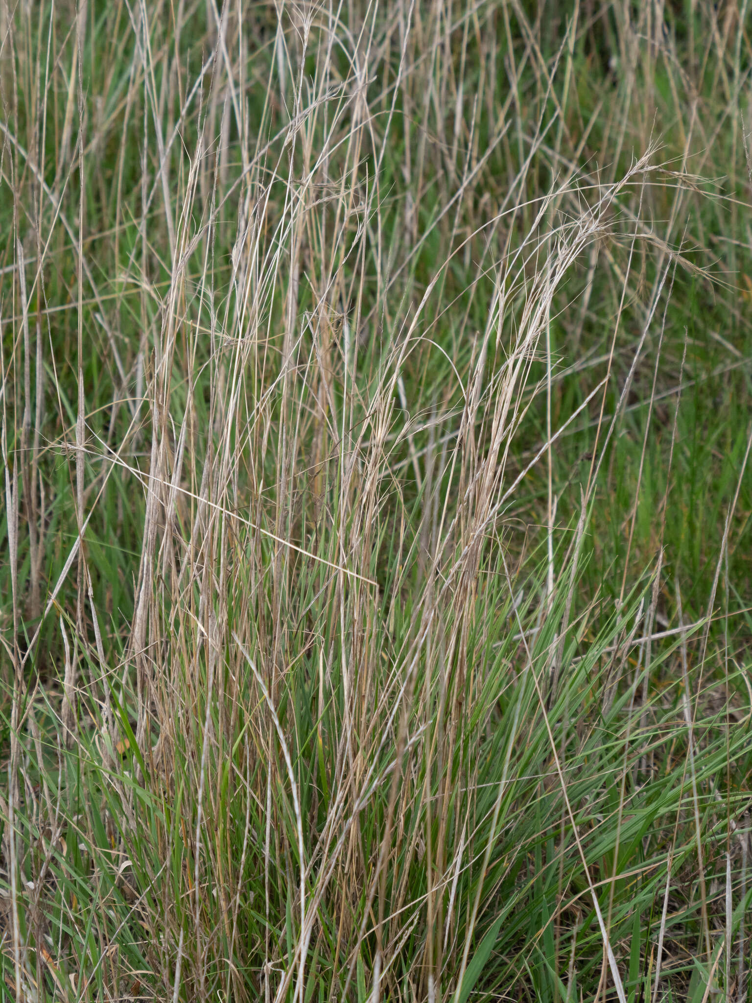 Plancia ëd Anthosachne scabra (R. Br.) Nevski