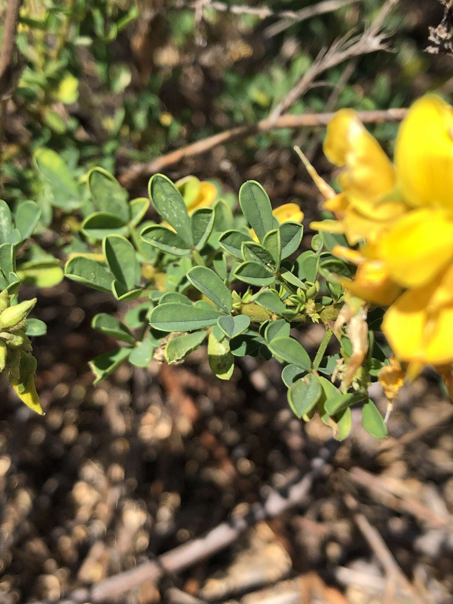 Imagem de Crotalaria medicaginea Lam.