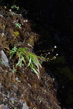 Image of Congdon's lewisia