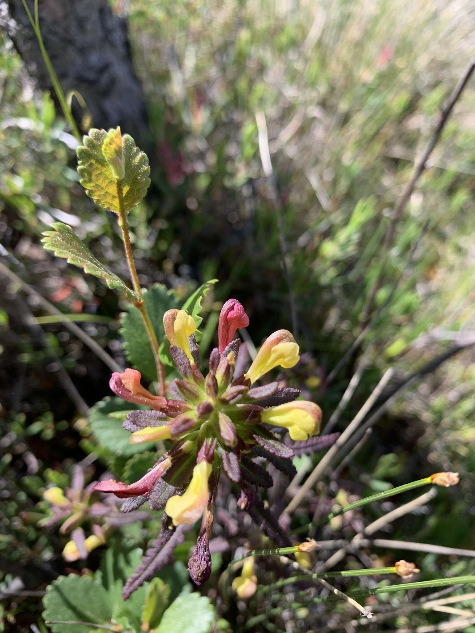 Image of Pedicularis labradorica var. labradorica