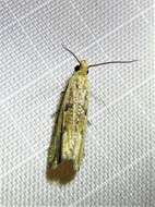 Image of Javelin Moth