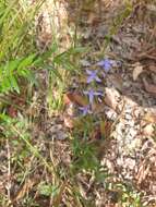 Image of Lobelia gibbosa Labill.