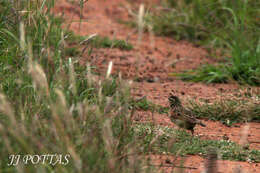 Image of Rufous-naped Lark