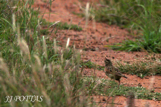 Image of Rufous-naped Lark