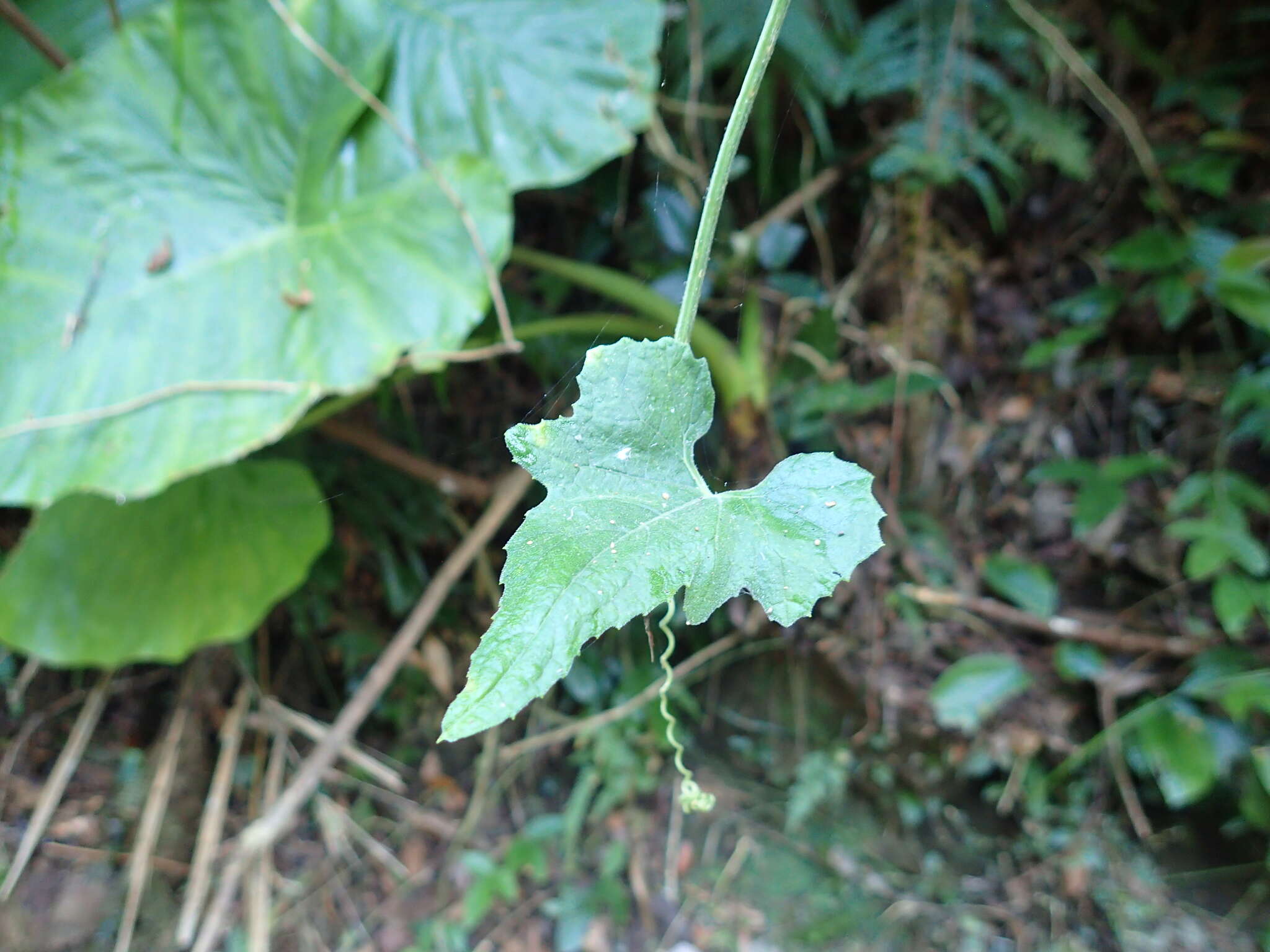 Image of Japanese snake gourd