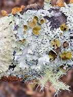 Image of hypotrachyna lichen