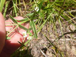 Image of summer spurge