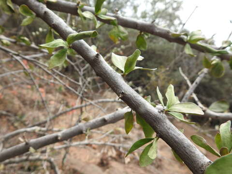 Image of Ehretia rigida subsp. nervifolia Retief & A. E. van Wyk