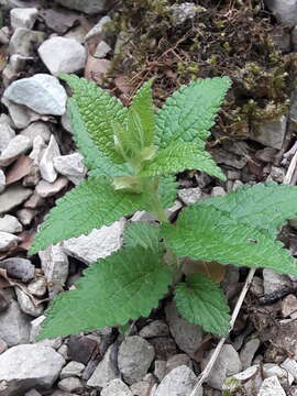 Image of Melittis melissophyllum subsp. melissophyllum