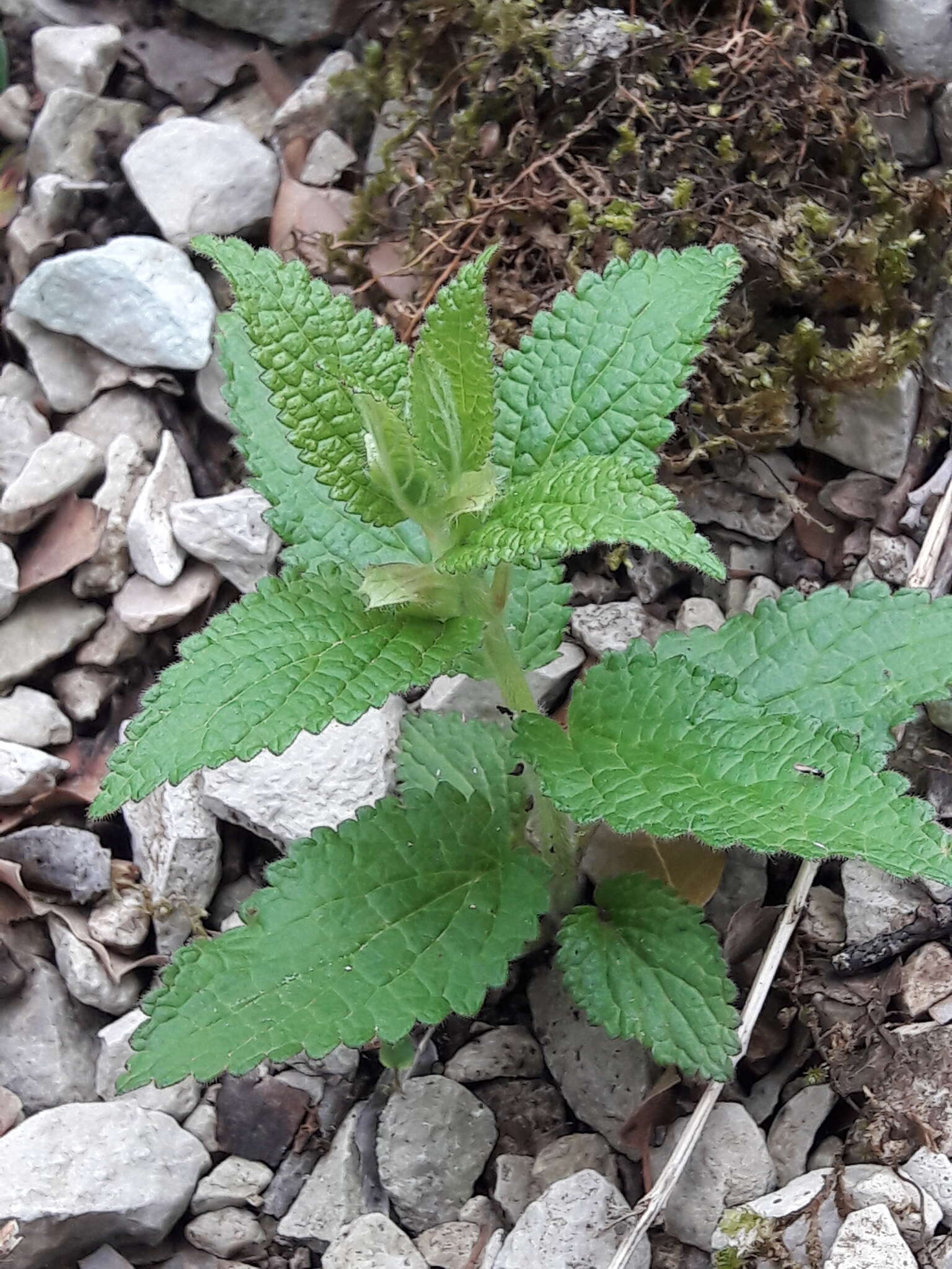 Plancia ëd Melittis melissophyllum subsp. melissophyllum