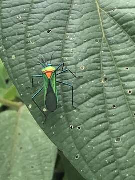 Image de Stenoprasia bicolora Brailovsky 1986