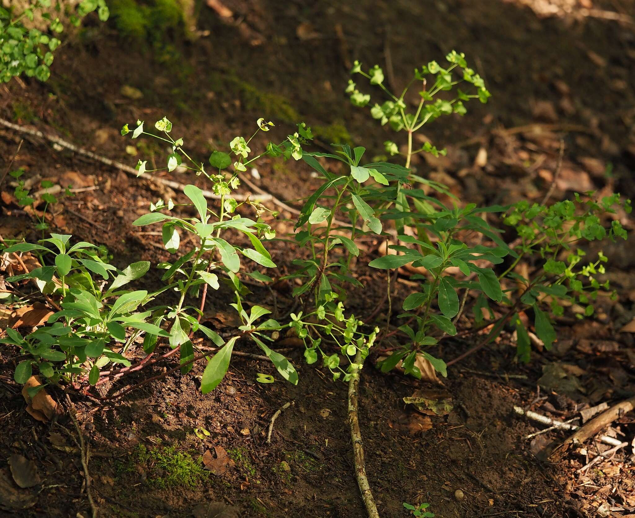 Image of Euphorbia amygdaloides subsp. amygdaloides