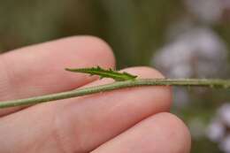 Слика од Biscutella coronopifolia L.