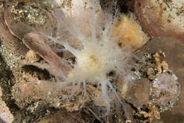 Image of gravel sea cucumber