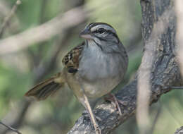 Image of Cinnamon-tailed Sparrow