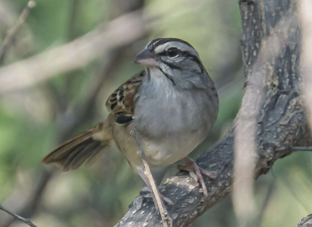 Image of Cinnamon-tailed Sparrow