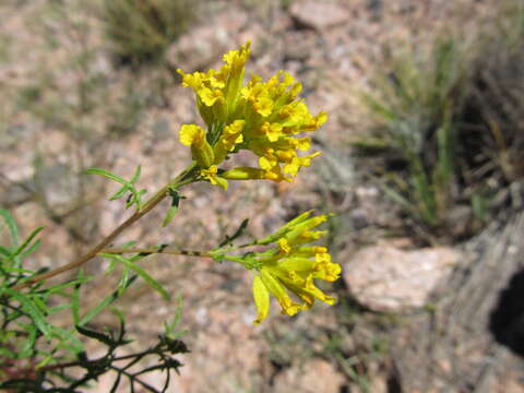 Image of Tagetes argentina Cabrera