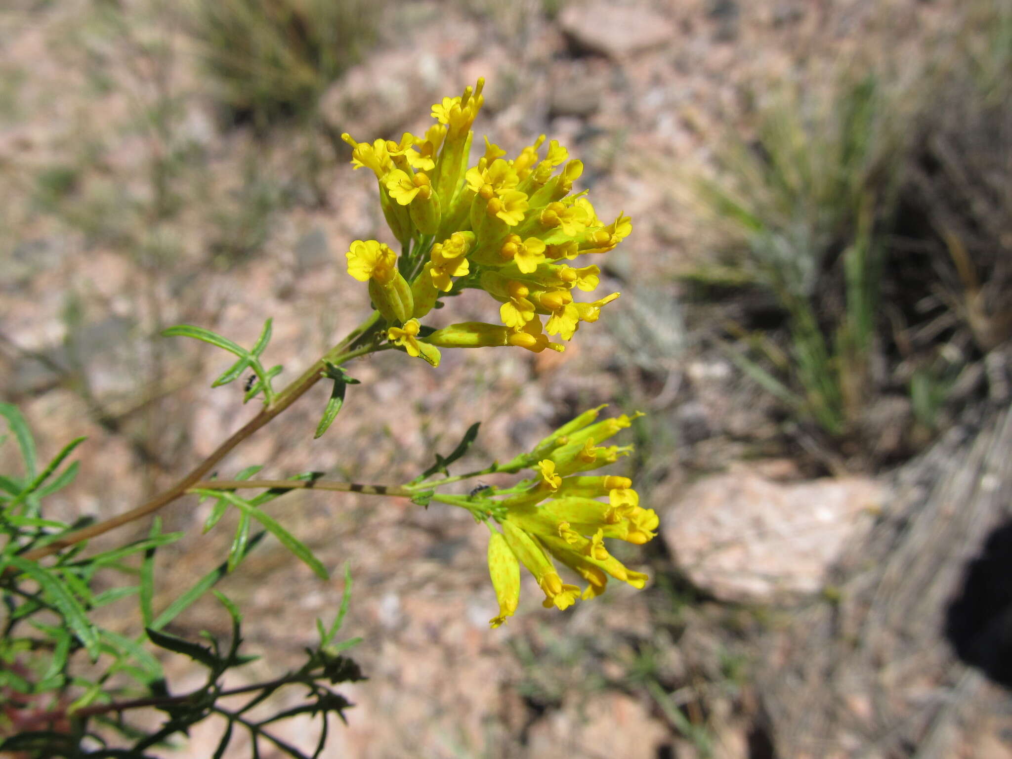 Sivun Tagetes argentina Cabrera kuva