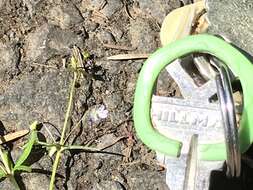 Image of Small-flower Tonella