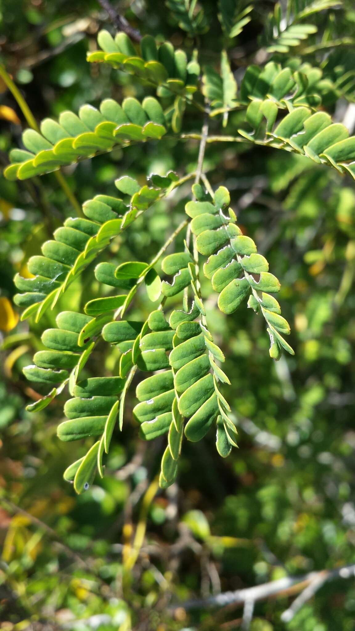 Image of Senegalia pervillei (Benth.) Boatwr.