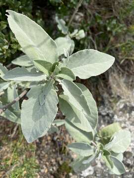 Image of Salvia pomifera L.