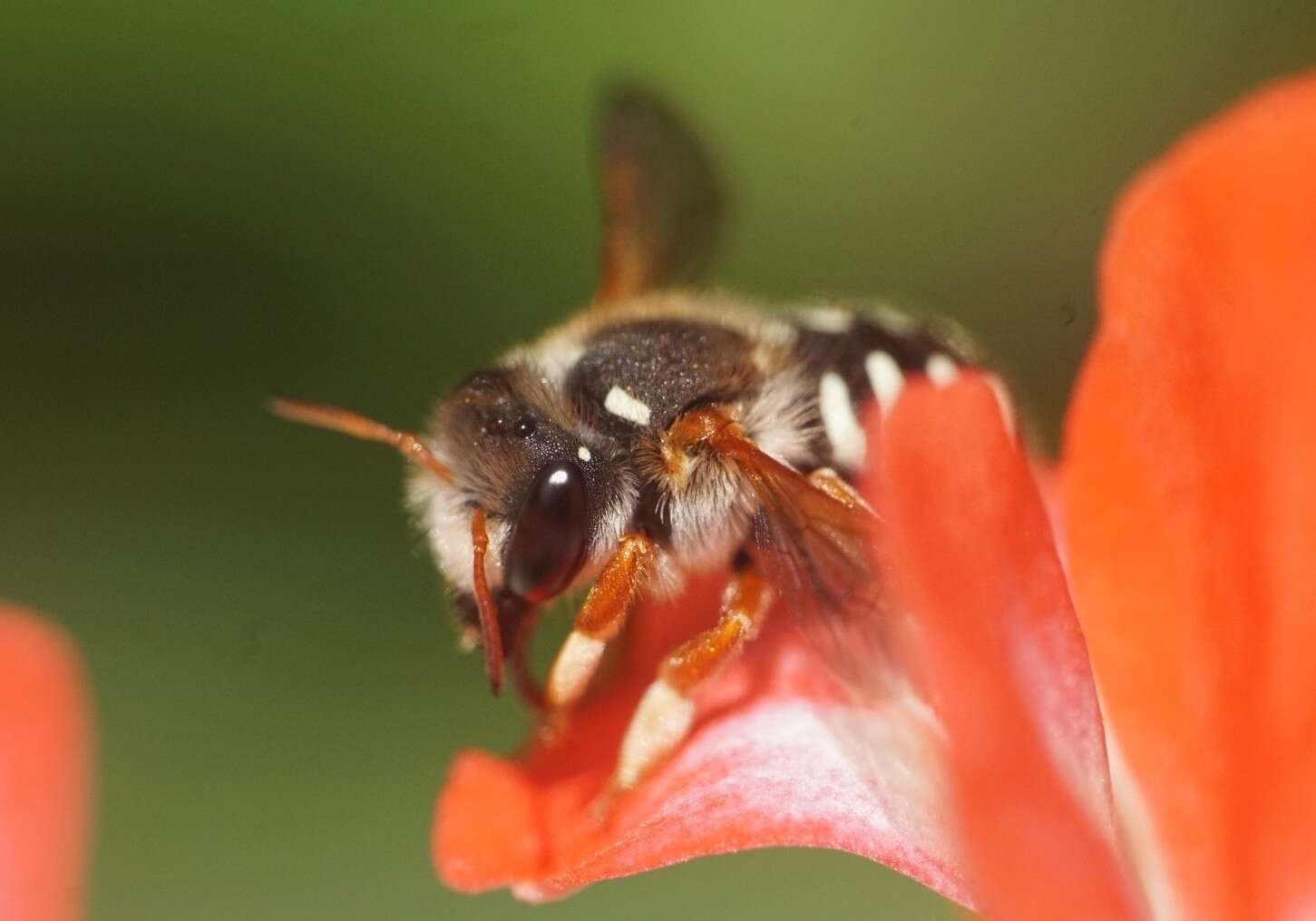 Imagem de Anthidium chilense Spinola 1851