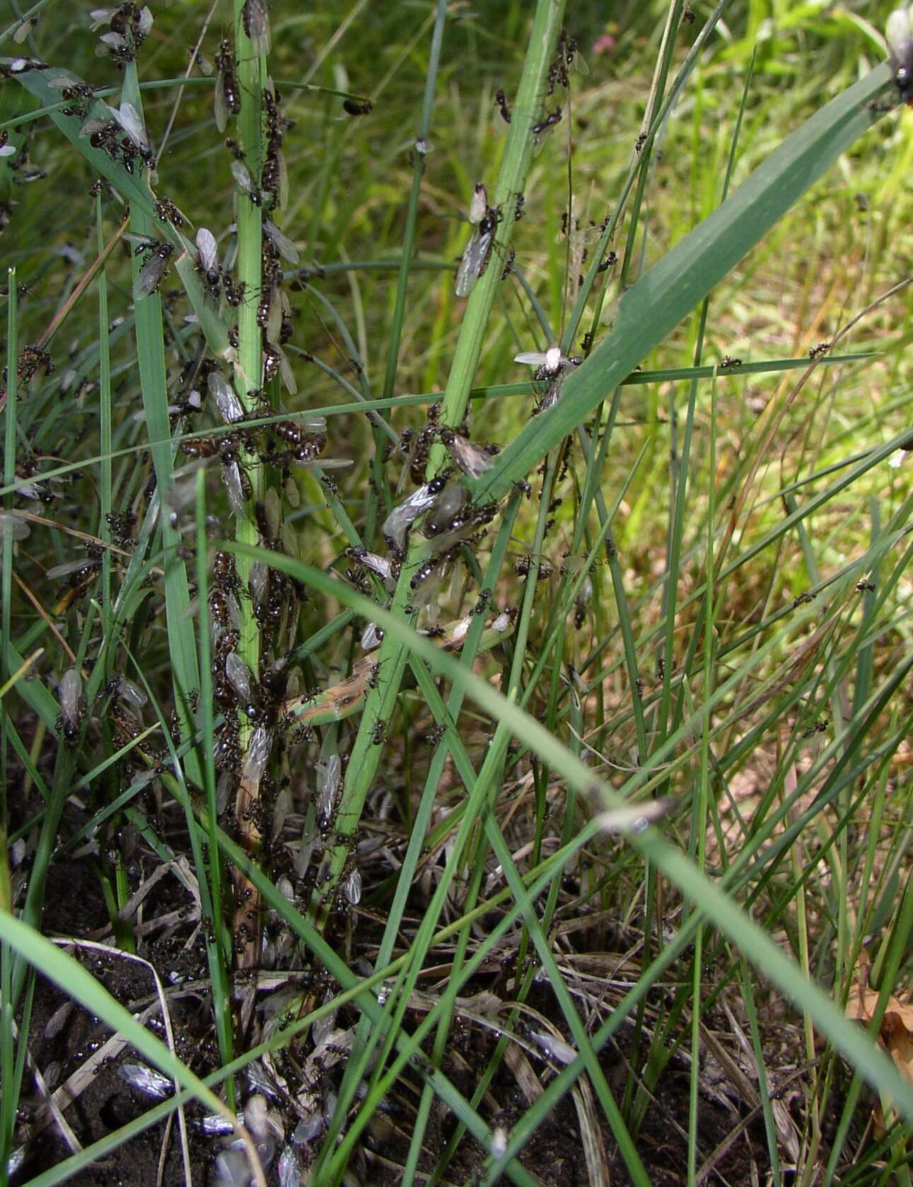 Image of Small black ant