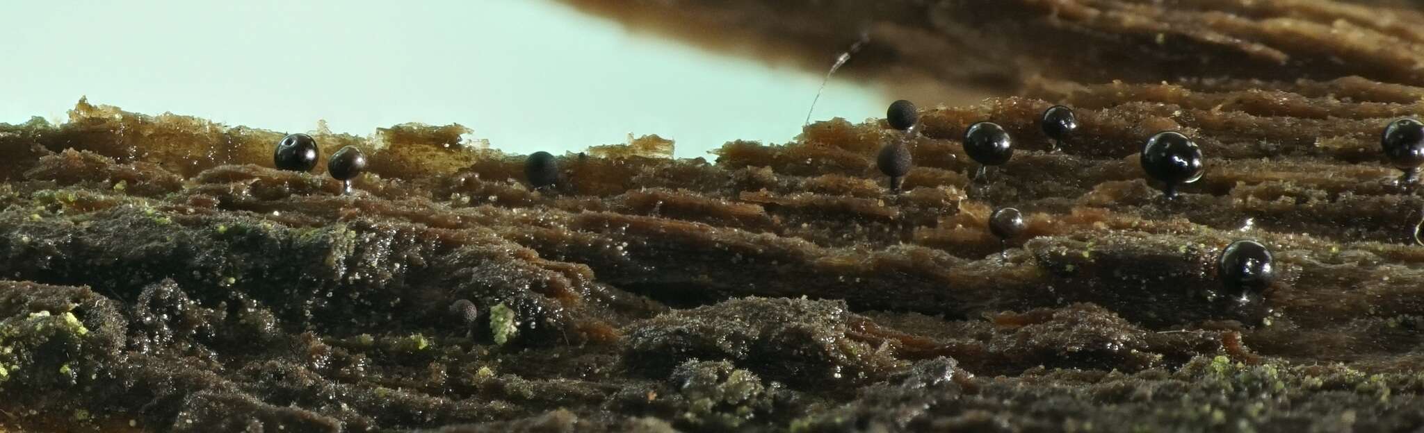 Image of Enerthenema papillatum