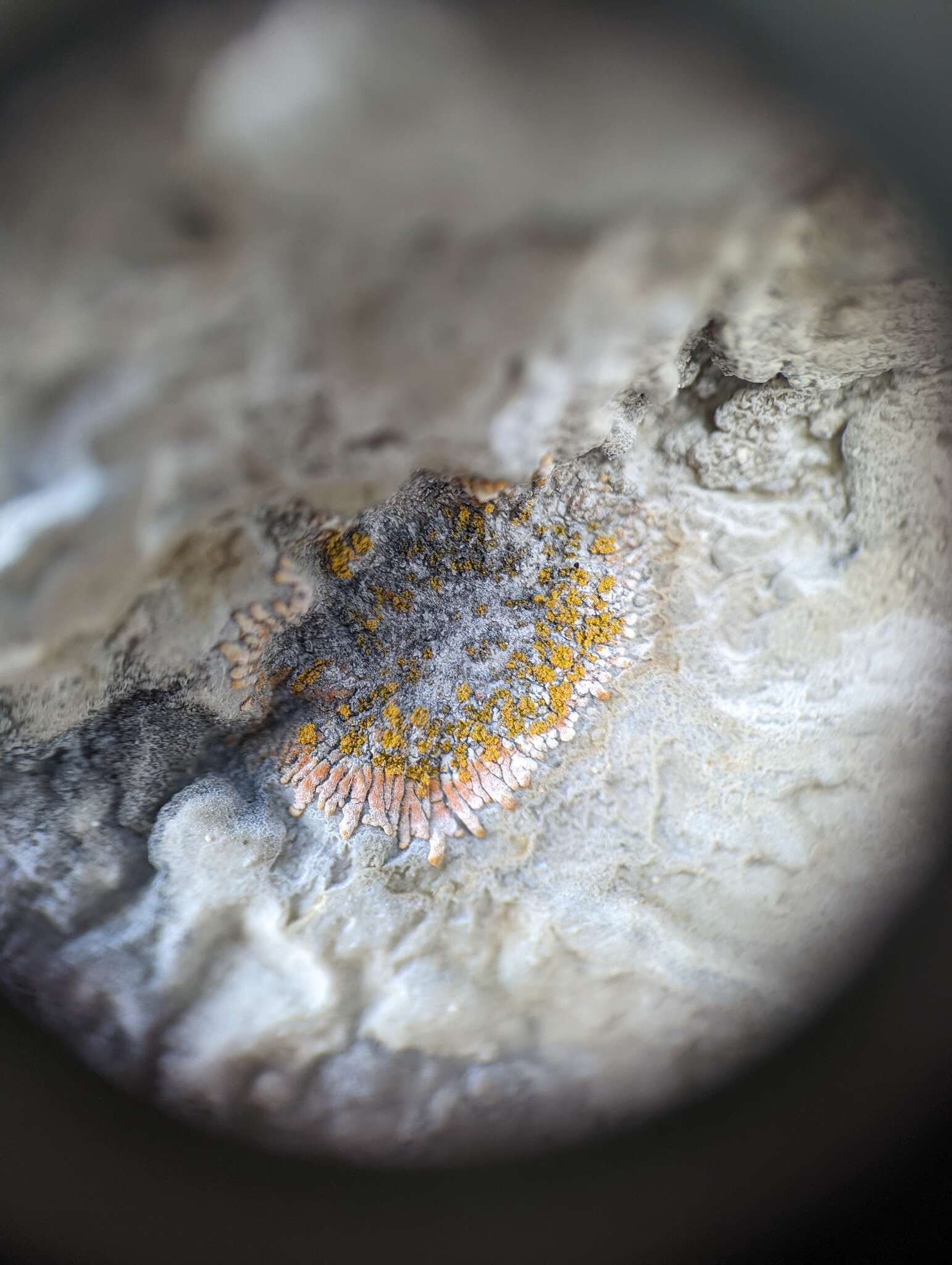 Image of orange lichen