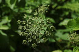 Selinum physospermifolium (Albov) Hand resmi