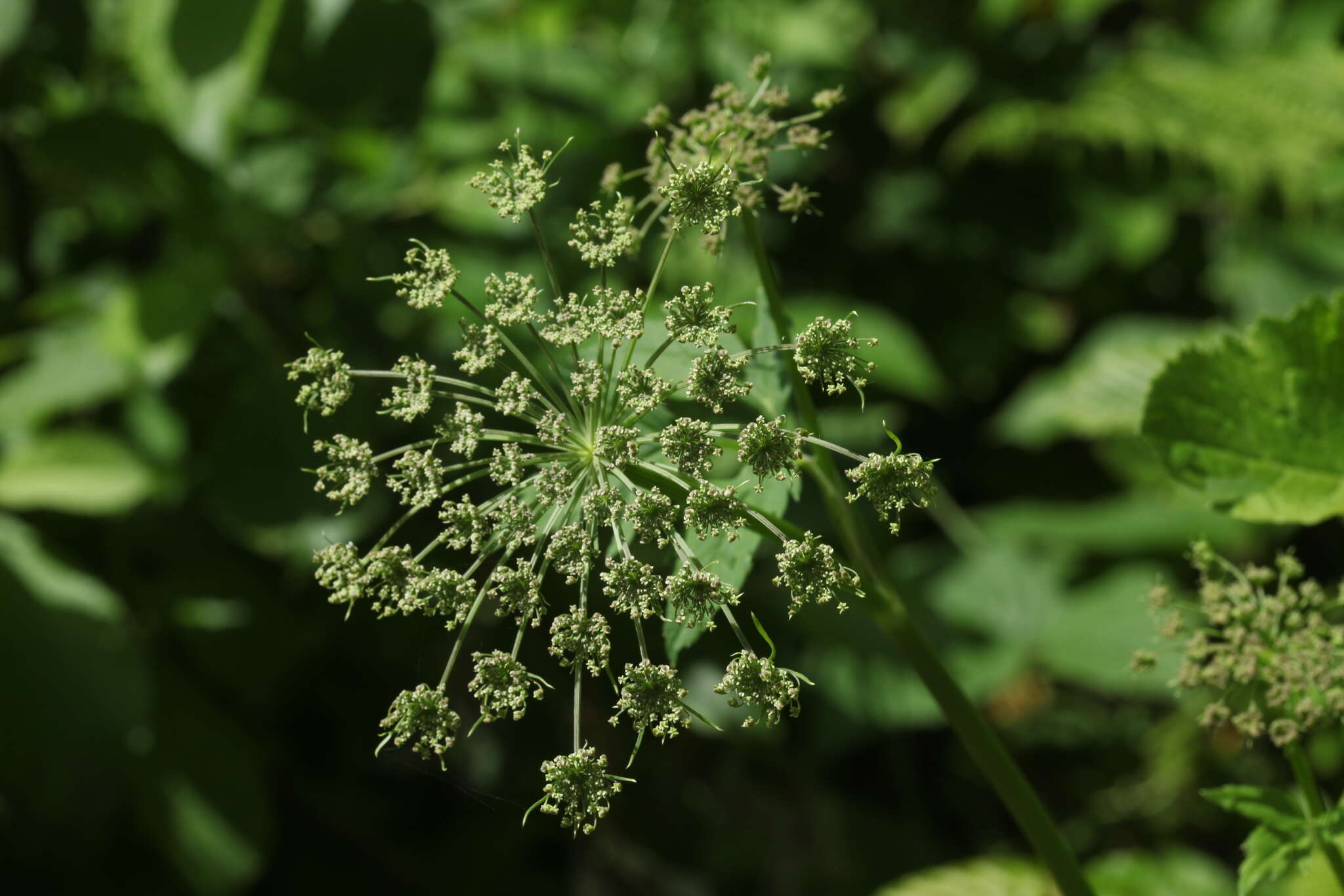 Selinum physospermifolium (Albov) Hand的圖片