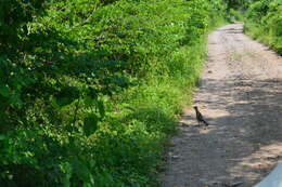 Image of Lesser Roadrunner