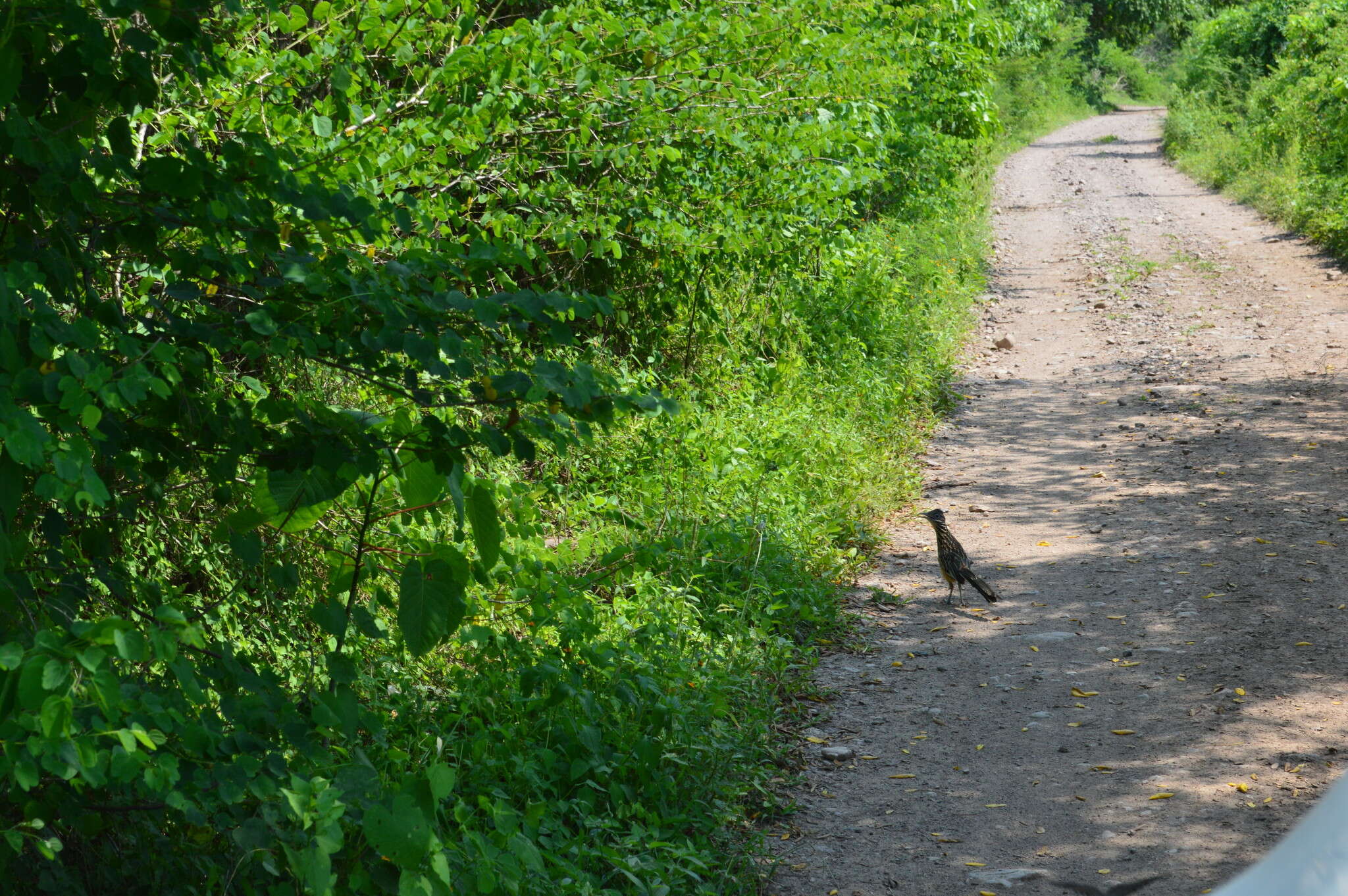 Image of Lesser Roadrunner
