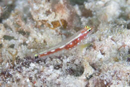 Image of False-comet dwarfgoby