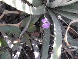 Pinguicula ehlersiae F. Speta & F. Fuchs的圖片