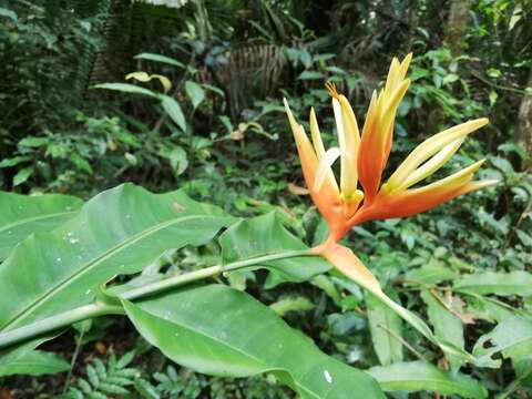 Image of Heliconia aurantiaca Verschaff.