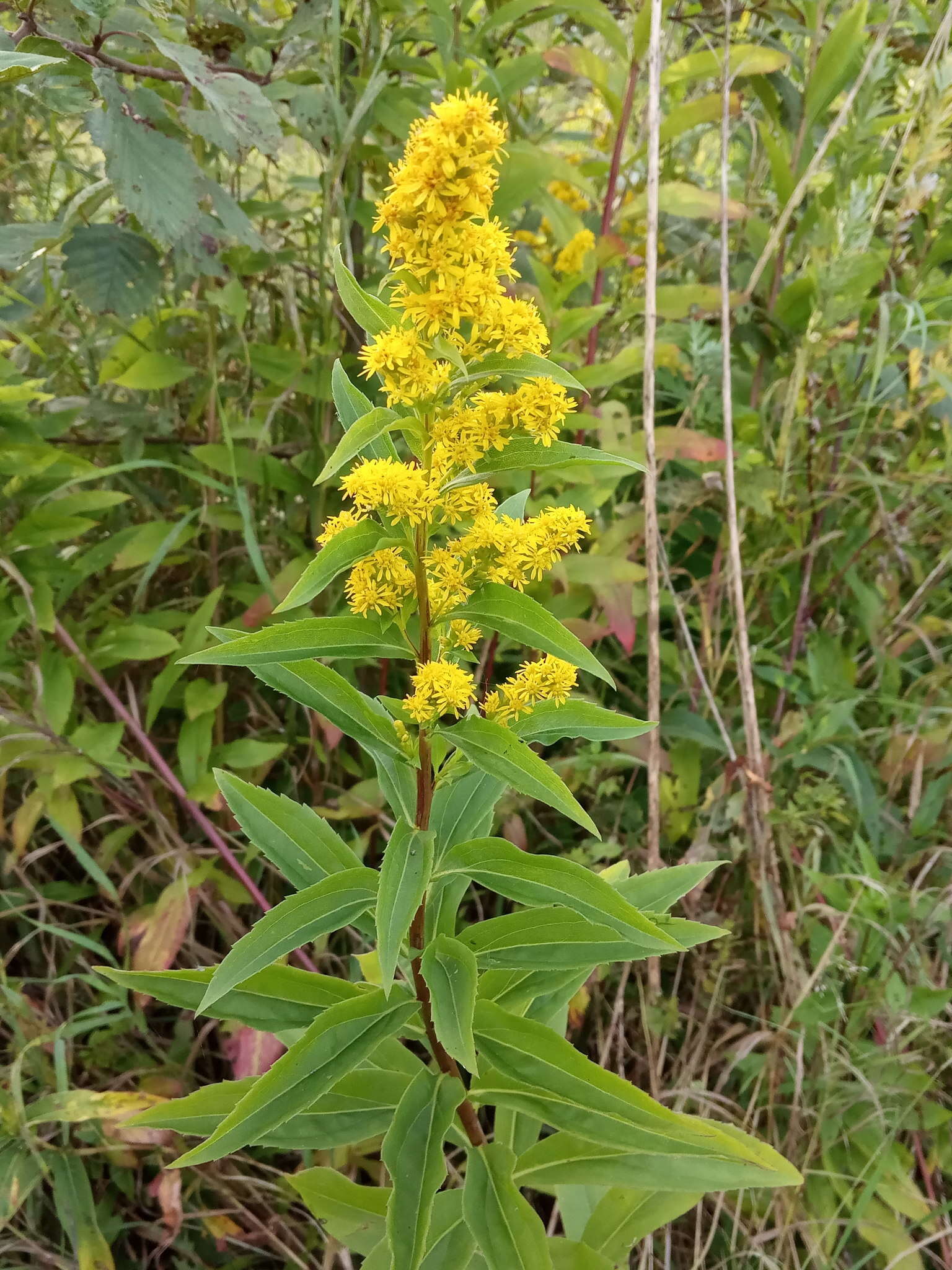 Image de Solidago snarskisii