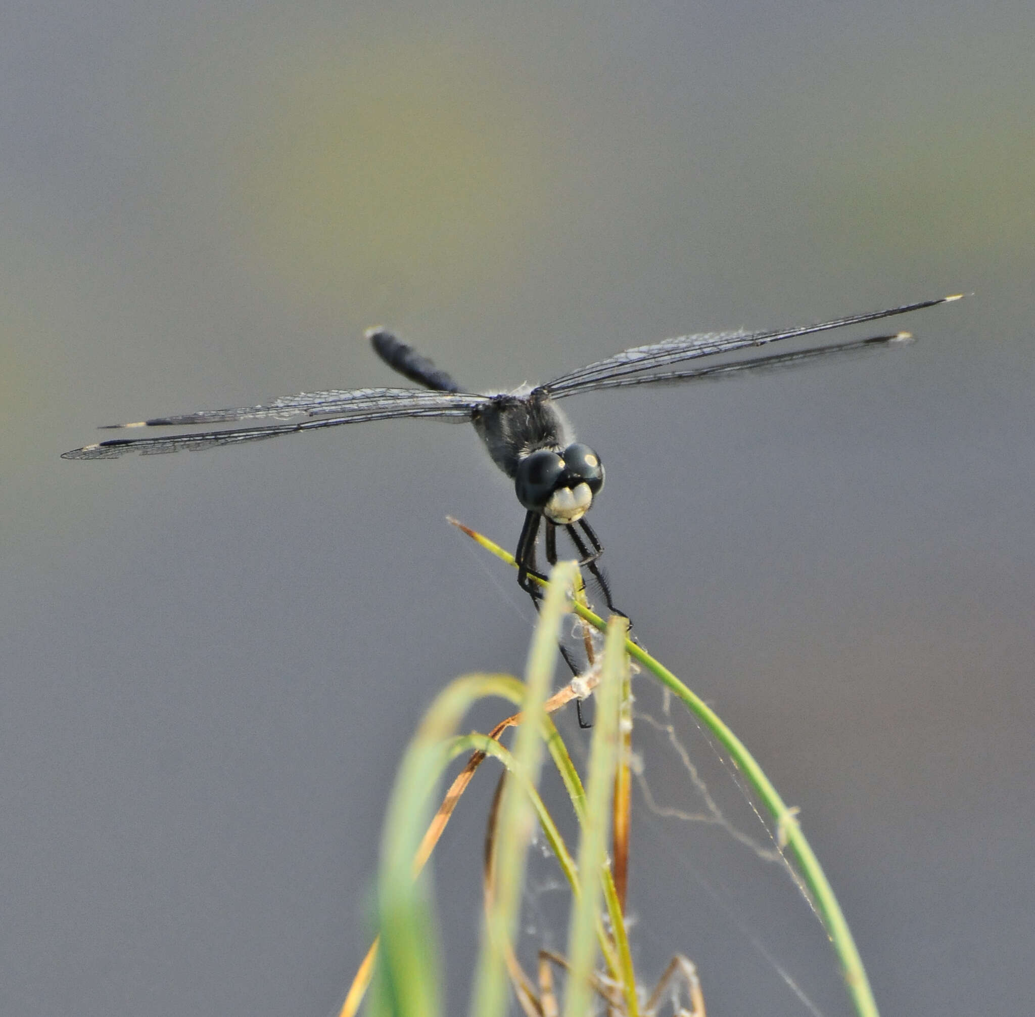 Image of Dark Whiteface