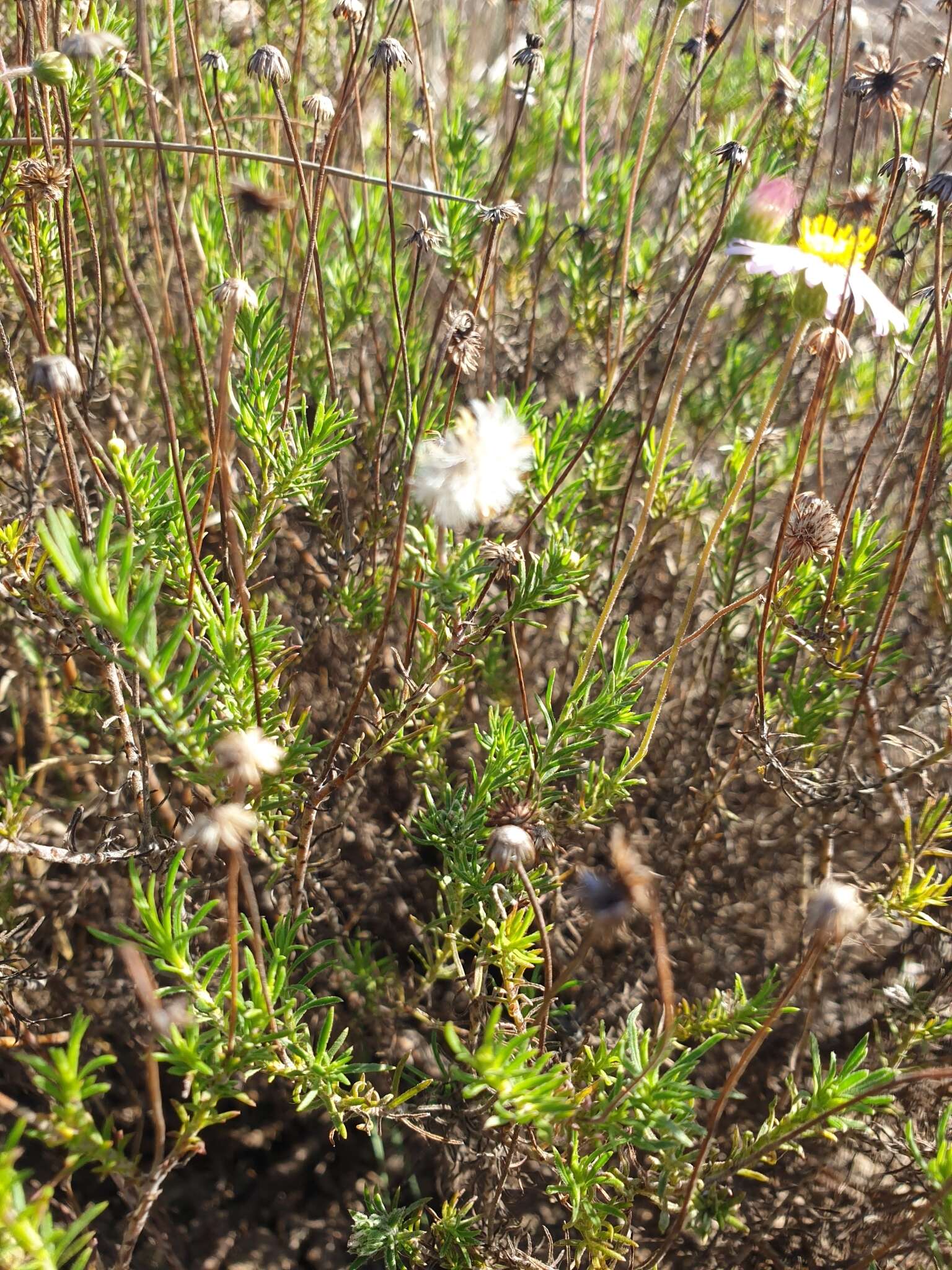 Felicia hyssopifolia (Berg.) Nees resmi