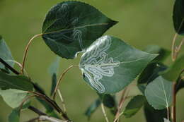 Image of Common Aspen Leaf Miner