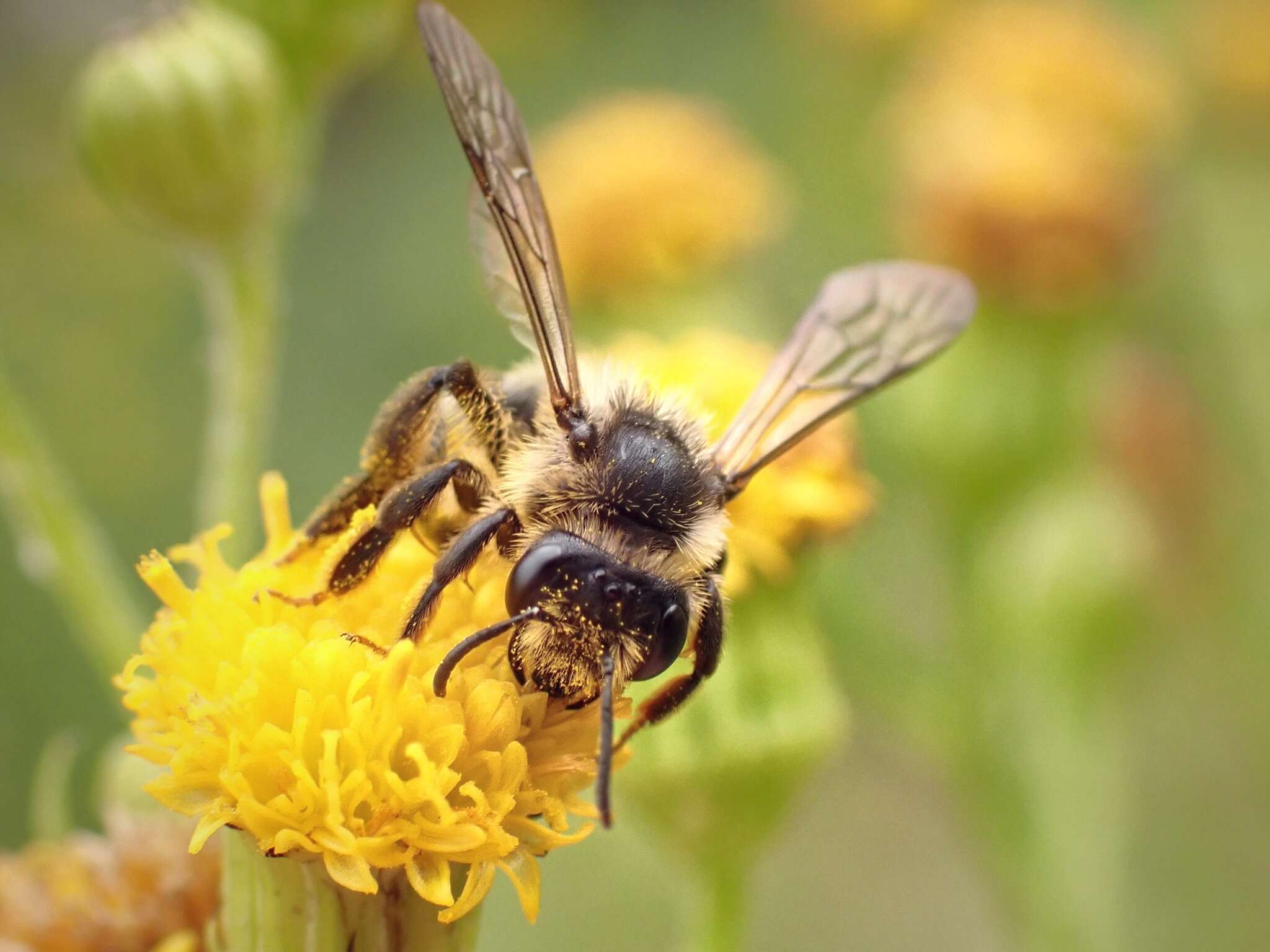 Image of Andrena denticulata (Kirby 1802)