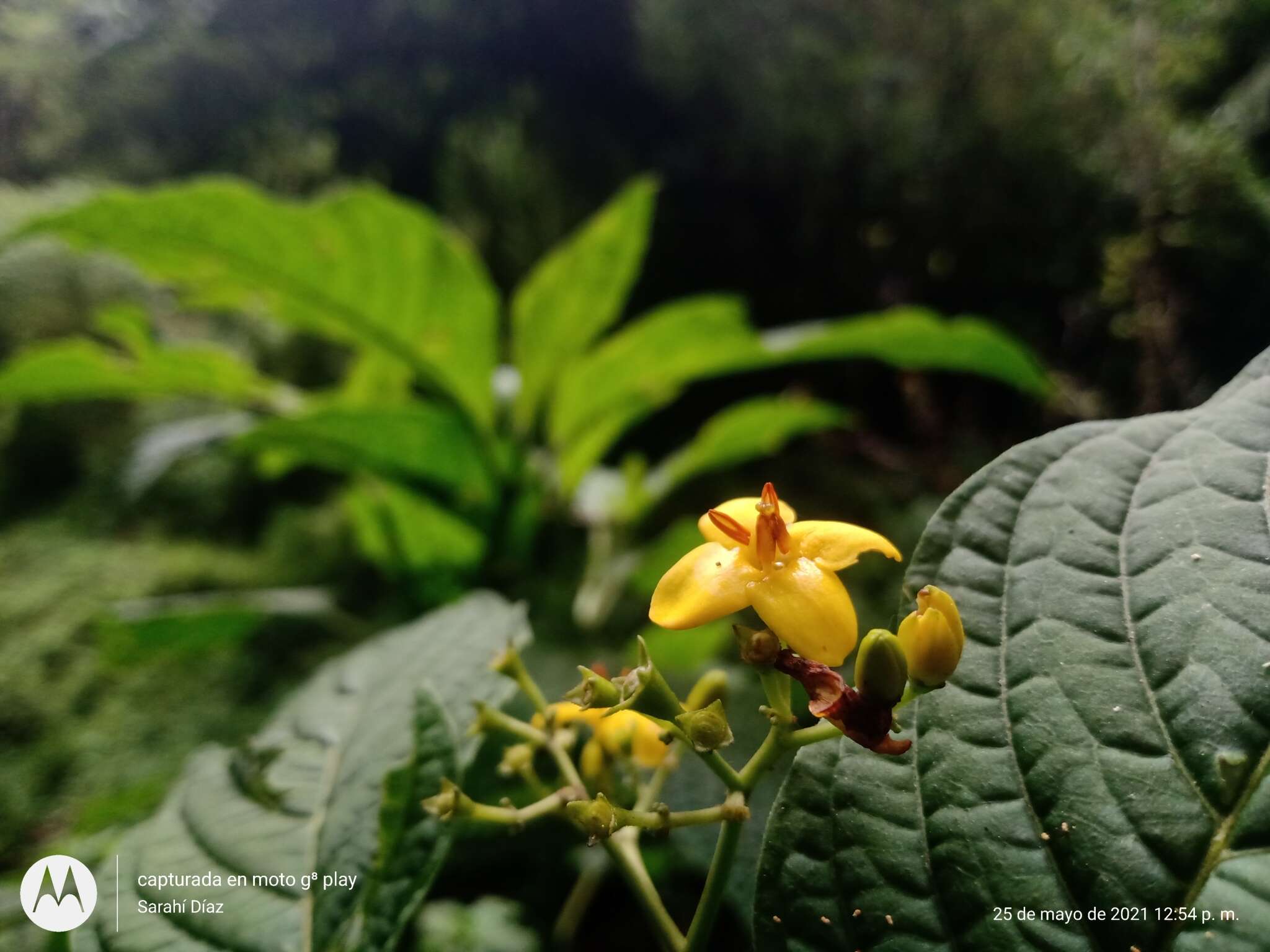 Image of Deppea grandiflora Schltdl.