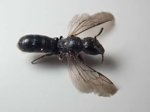 Image of Carpenter bee